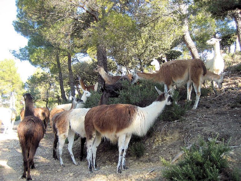 La Ferme des Lamas au Barroux