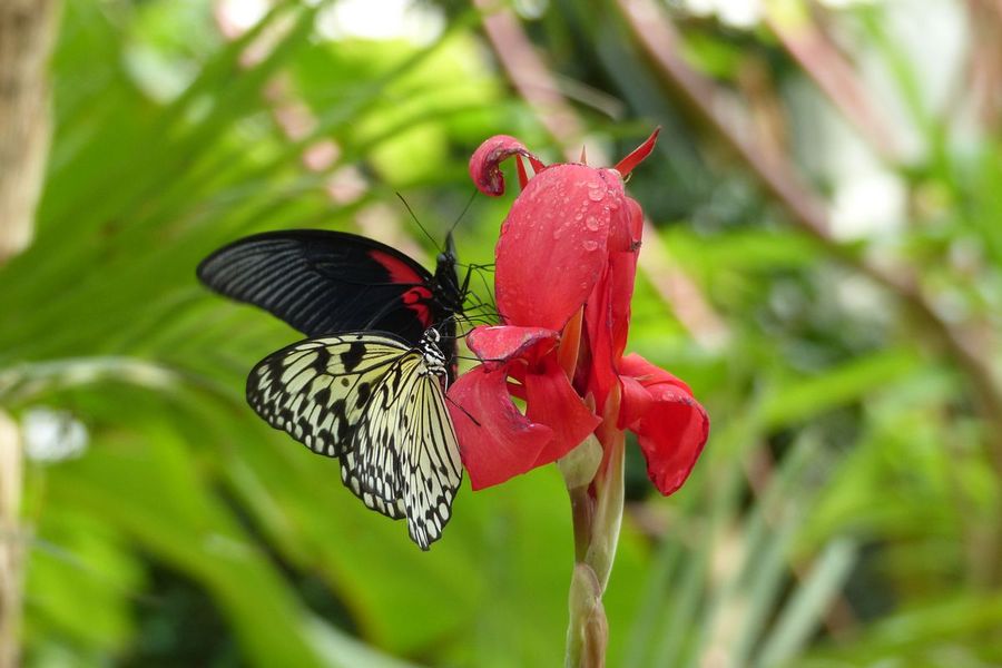 Carbet Amazonien, ferme aux papillons