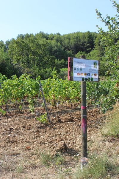 Sentier viticole oenoludique - Domaine les Touchines