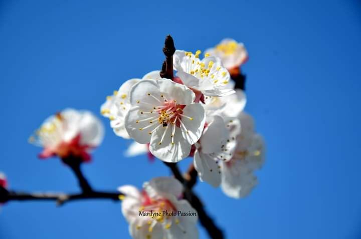 Abricotier en fleur - Domaine Julline