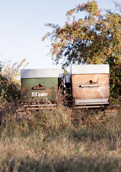 Visite guidée : parcours gourmand du miel au nougat